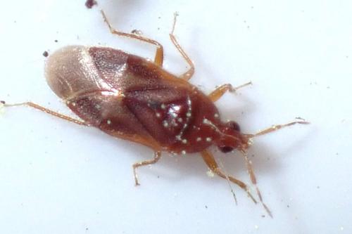 Réf. 320 267 : Cardiastethus fasciiventris